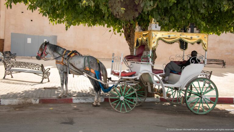 Gray horse harnessed to a white carriage with green wheels under a leafy shade tree.