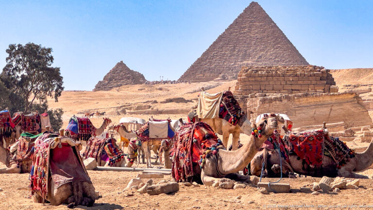 Decoratively saddled camels resting in the desert with two large Giza pyramids rising behind them.
