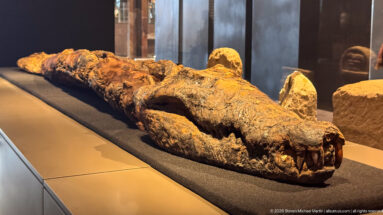Large mummified crocodile displayed horizontally with preserved snout, teeth, limbs, and armored skin.