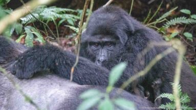 Young mountain gorilla resting both hands on the broad silver-gray back of an adult amid forest vegetation.