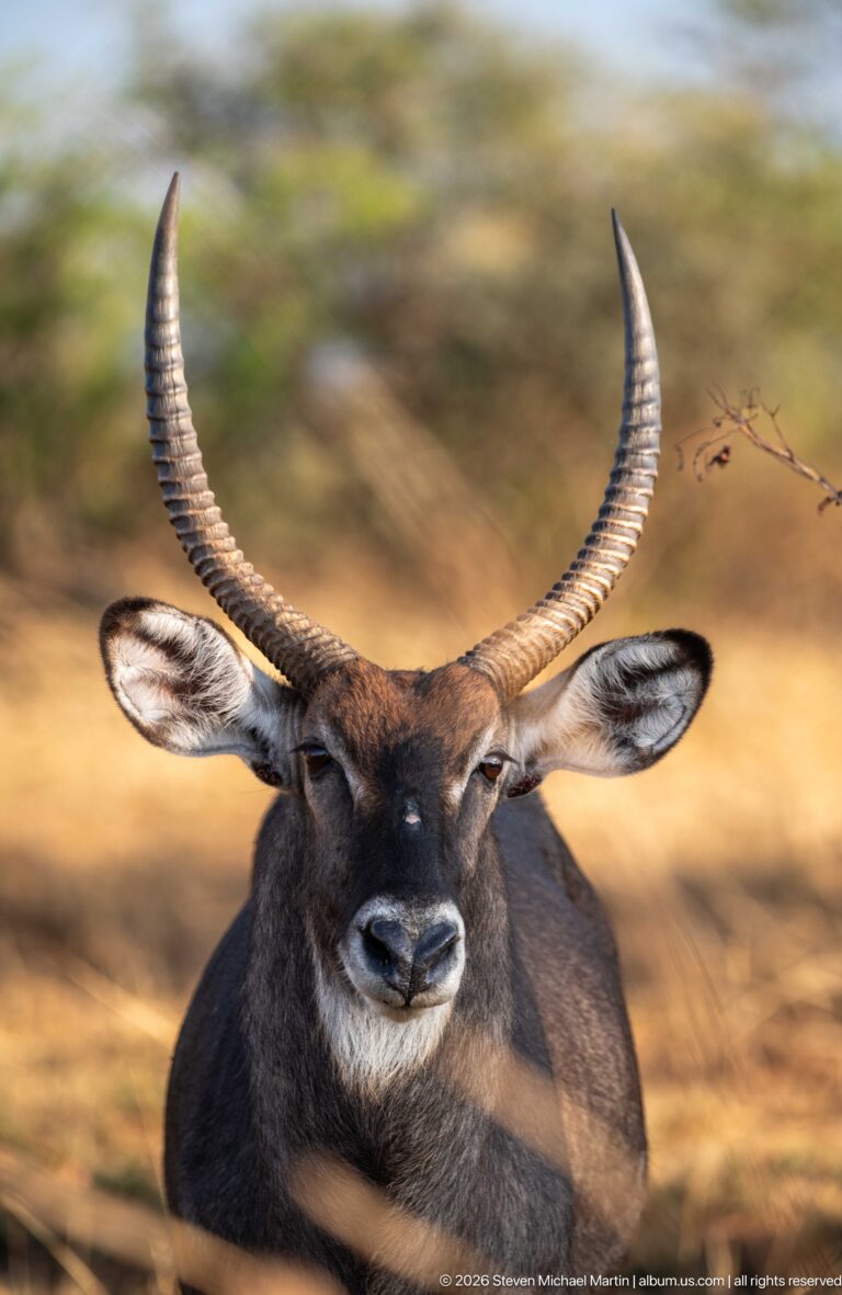 Male defassa waterbuck resting with long ringed horns, broad ears, and dark shaggy coat.