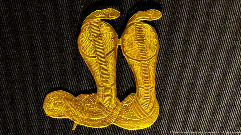Pair of gold rearing cobras with flared hoods and coiled lower bodies on a dark background.