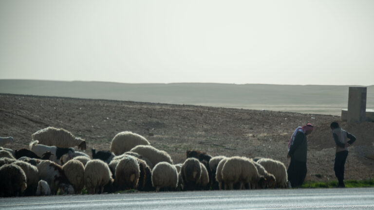 Sheep flock gathered beside a paved road with two herders and broad dark fields extending behind them.