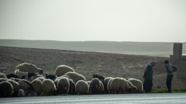 Sheep flock gathered beside a paved road with two herders and broad dark fields extending behind them.