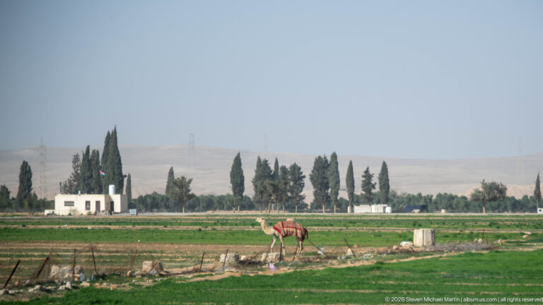 Camel grazing beside bright green cultivated fields with tall trees, low buildings, and pale dry hills in the distance.