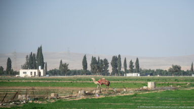 Camel grazing beside bright green cultivated fields with tall trees, low buildings, and pale dry hills in the distance.