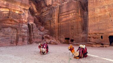 Two decorated camels rest before towering rectangular rock-cut sandstone façades at Petra.