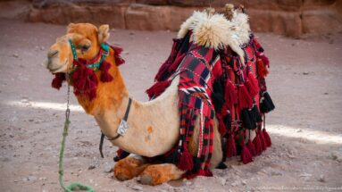 Seated camel with colorful tassels, woven coverings, and pale saddle pad against Petra sandstone.