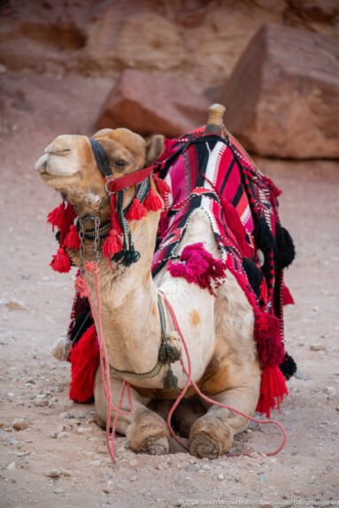 Resting camel wearing red, black, and white woven saddle textiles with tassels at Petra.