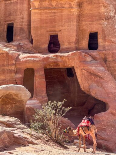 Decorated camel rests beneath rectangular rock-cut chambers in Petra’s red sandstone cliff.