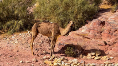 Single-humped camel standing in profile on rocky ground beside shrubs and red sandstone at Petra.