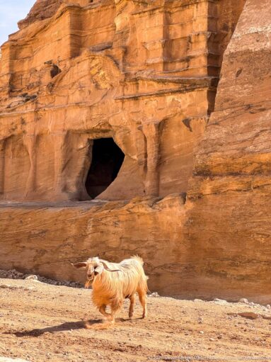 Long-haired pale goat walks across stony ground before a dark rock-cut opening in Petra sandstone.