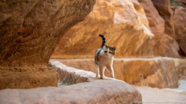 Calico-and-white cat walks toward the camera along a narrow sandstone ledge under an overhanging rock wall.