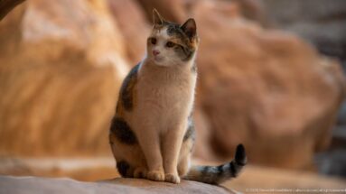 Calico-and-white cat sits upright on a sandstone ledge with Petra’s canyon walls blurred behind.