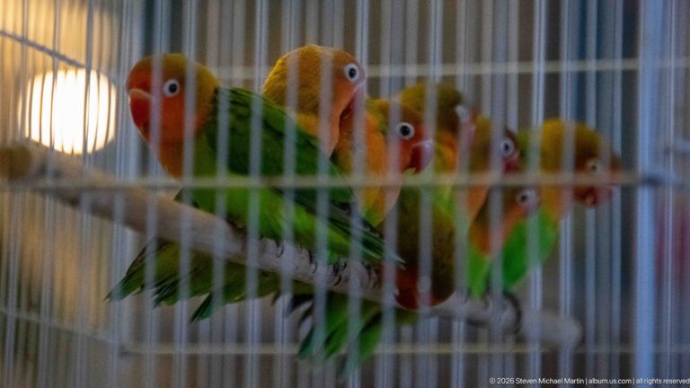 Several small green parrots with orange and yellow faces perched closely together behind the bars of a cage.