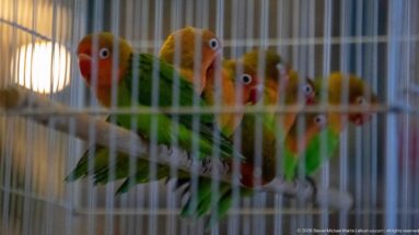 Several small green parrots with orange and yellow faces perched closely together behind the bars of a cage.