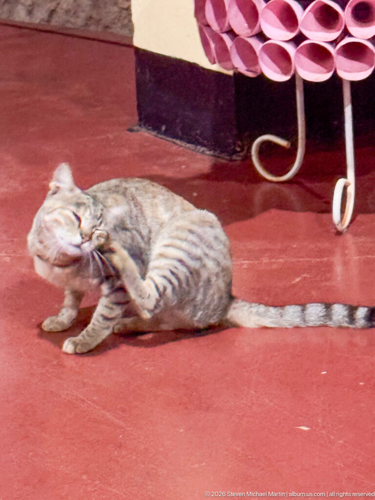 Gray-brown tabby cat sitting on a red terrace and scratching behind its ear beside a decorative planter.