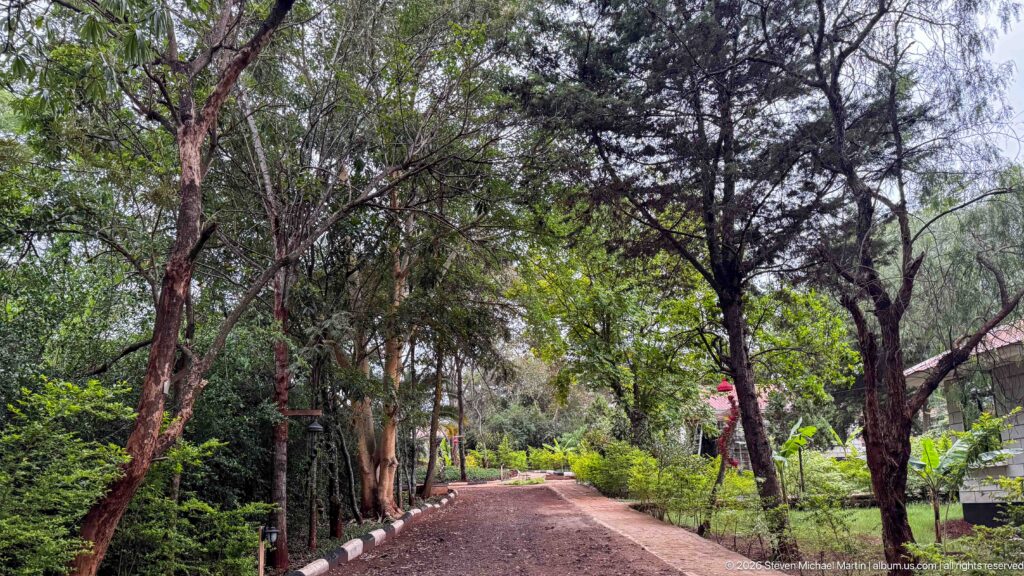 Reddish gravel driveway beneath tall trees and dense landscaping inside an Arusha lodging compound.