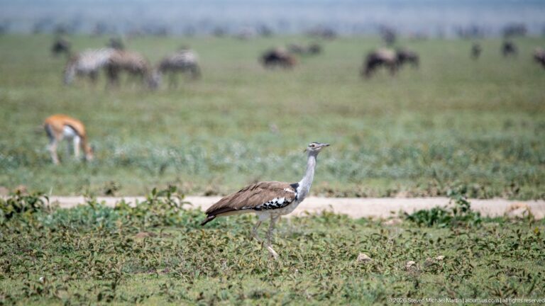 Kori bustard walking through short grass with long gray neck and patterned brown body, herd animals blurred behind.