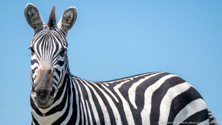 Close frontal portrait of a plains zebra with upright ears and striped head, neck, and shoulder against blue sky.