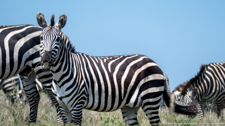 Broadside plains zebra looking toward the camera, surrounded by partially visible zebras in short grass.