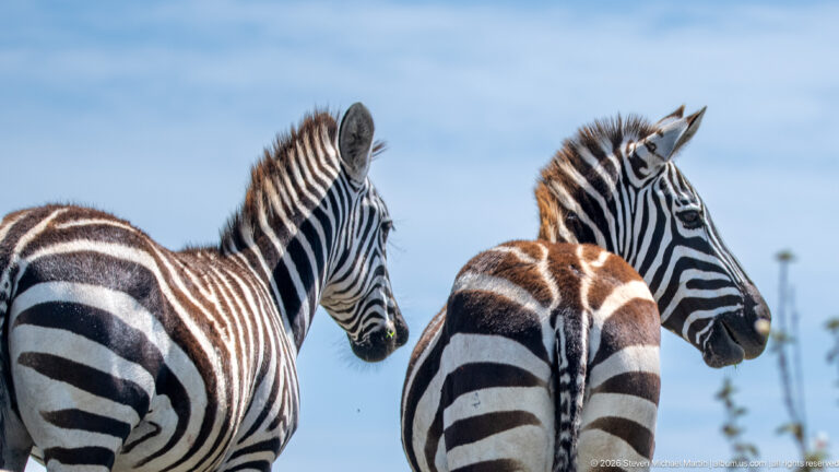 Two plains zebras standing close together against blue sky, their bodies facing away while their heads turn opposite directions.