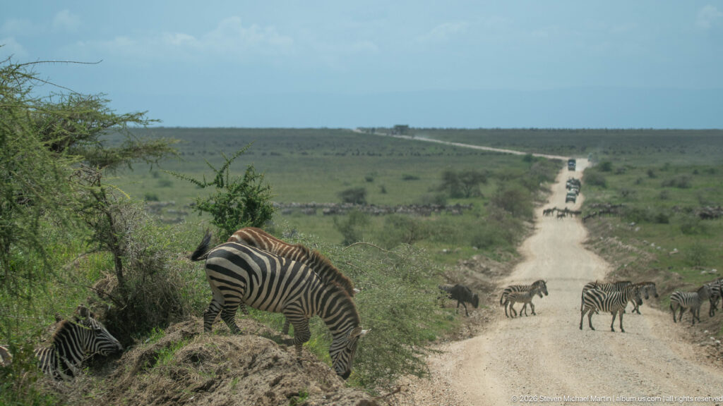 Zebras grazing beside and crossing a straight dirt safari road, with vehicles visible far in the distance.