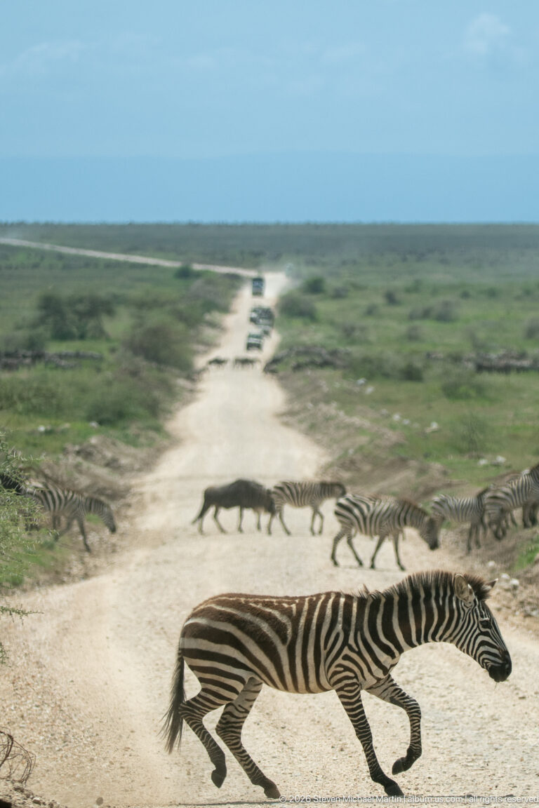 Zebra striding across a dirt road in the foreground as several more zebras cross farther toward distant vehicles.