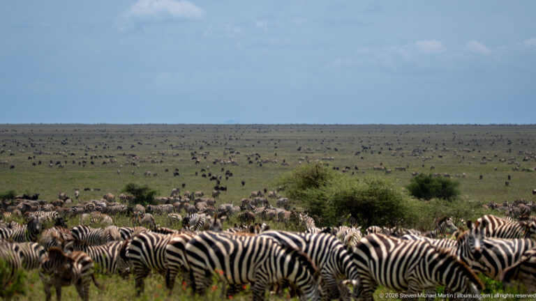 Dense herd of striped zebras in the foreground with numerous grazing animals scattered across a vast green plain.