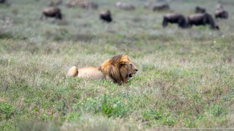 Male lion lying low in green grass while blurred wildebeest graze in the background.