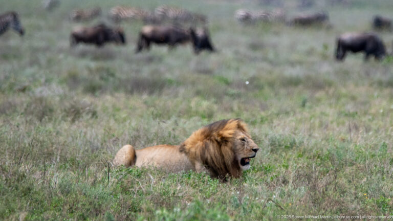Maned male lion resting in green grass with blurred wildebeest grazing across the plain behind him.
