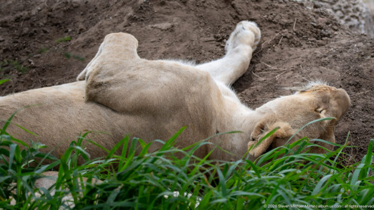 Sleeping lioness on her back with pale belly exposed and legs extended beside green grass and bare soil.