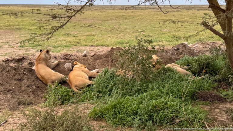 Several tawny lions resting together in a shaded grassy depression beneath a tree beside open plain.