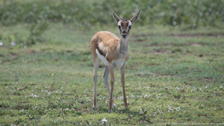 Slender Thomson's gazelle standing alert with tan back, white belly, dark side stripe, and large upright ears.