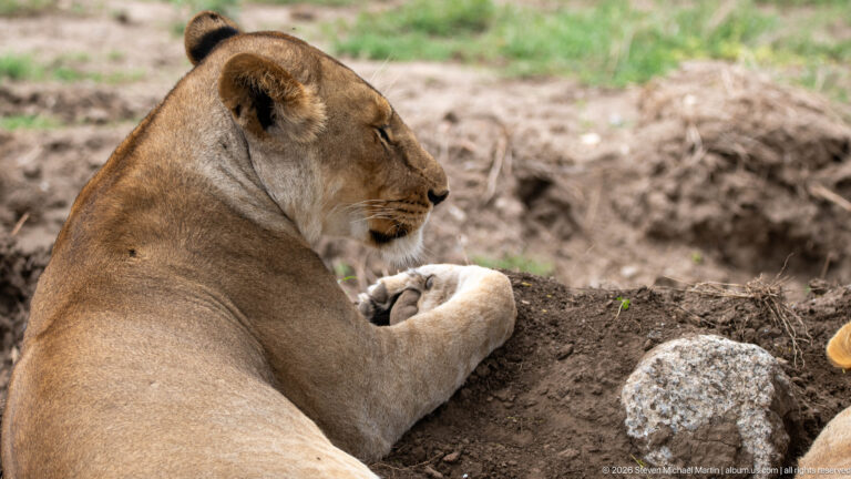 Lioness lying beside bare earth with one forepaw raised to her mouth in a grooming posture.