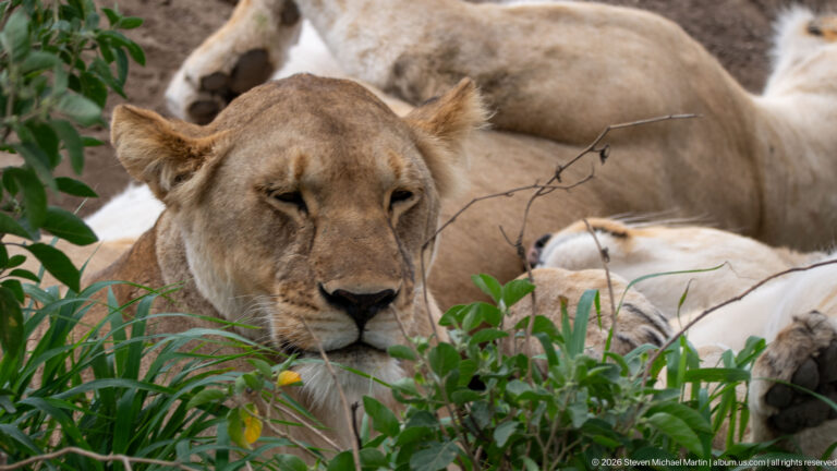 Resting lioness facing the camera through green grass and leaves, with another lion lying behind her.