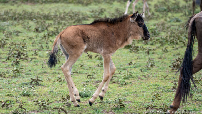 Young brown wildebeest calf walking in profile across short green vegetation beside part of an adult.