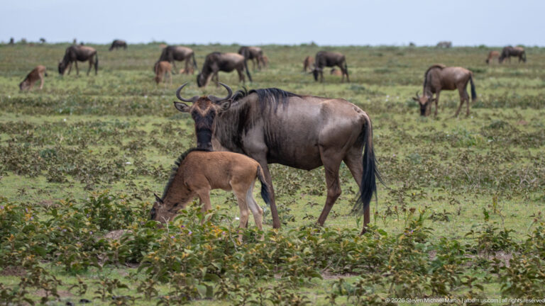 Wildebeest calf grazing in front of a horned adult, with more wildebeest scattered across green grassland.