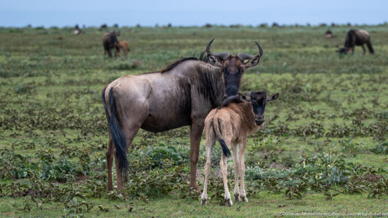 Adult wildebeest standing beside a light-brown calf on green Serengeti grassland, with grazing wildebeest behind.
