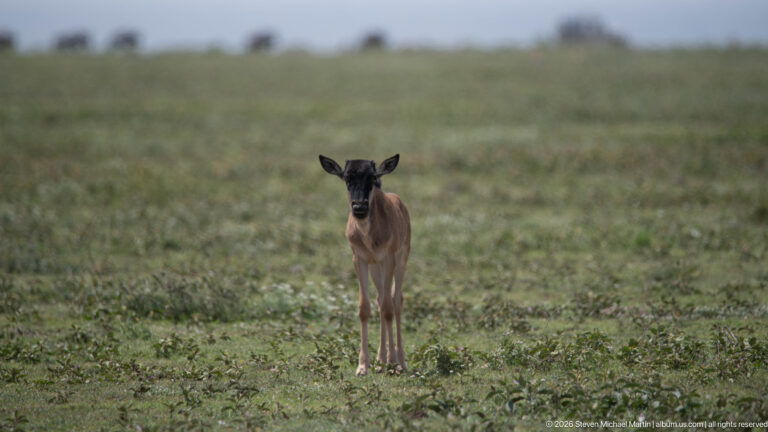 Young brown wildebeest calf standing alone and facing forward on low open grassland.