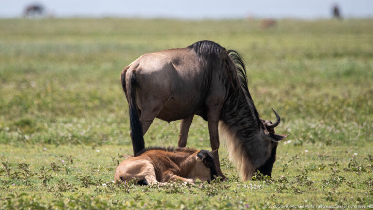 Adult blue wildebeest grazing beside a brown calf lying on the grass with its head raised.