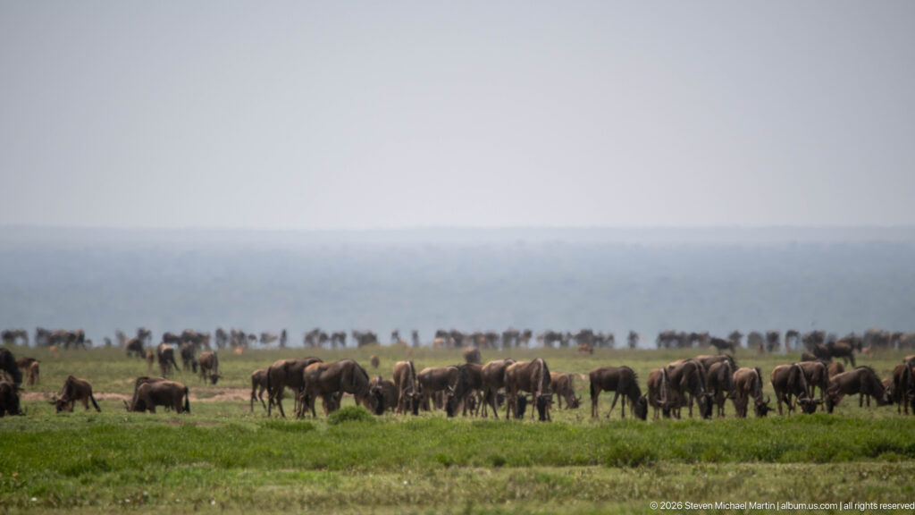 Foreground wildebeest grazing on green grass with a dense migration herd extending across the distant horizon.
