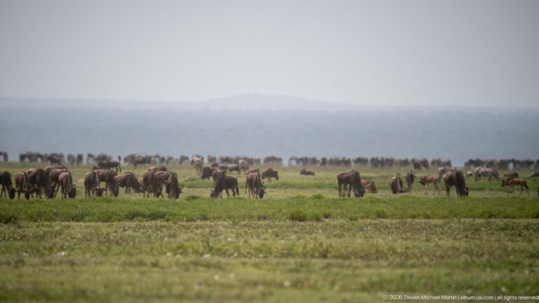 Large wildebeest herd spread in layered bands across open grassland beneath a hazy distant horizon.