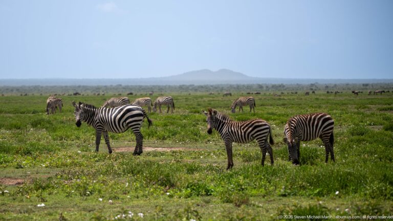 Three plains zebras in the foreground, one grazing and two standing, with mixed herds and low hills behind.