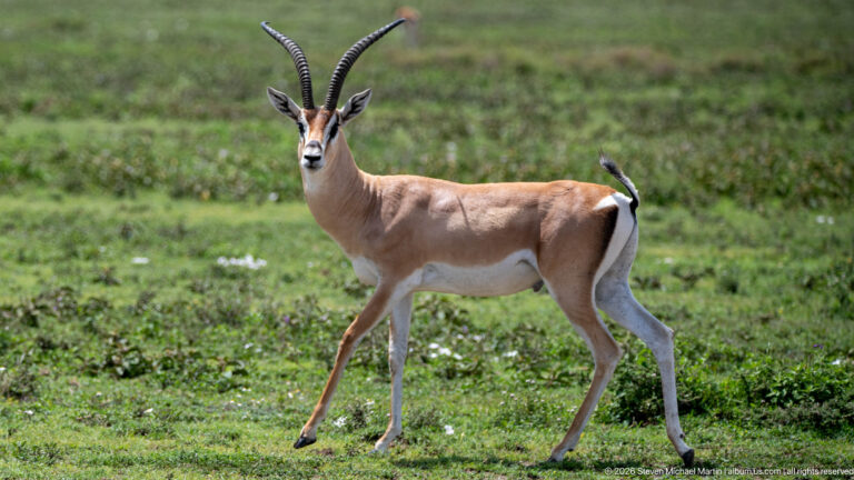 Male Thomson's gazelle walking in profile with long ringed horns, black side stripe, tan back, and white belly.