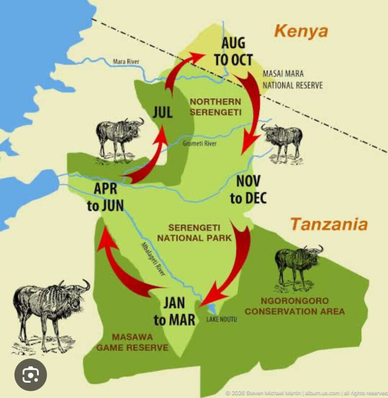 Map of the Great Migration cycle with red arrows and seasonal month ranges through Serengeti and the Maasai Mara.