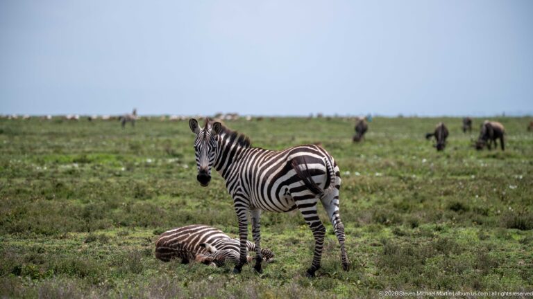 One plains zebra standing alert beside another zebra resting in the grass, with wildebeest in the distance.