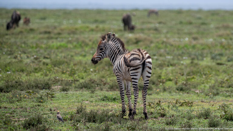 Young plains zebra foal standing on green grass with fine brownish stripes and a blurred wildebeest behind.