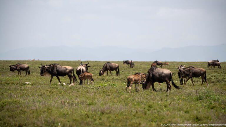 Adult wildebeest and brown calves grazing in loose groups across open grassland beneath a hazy horizon.