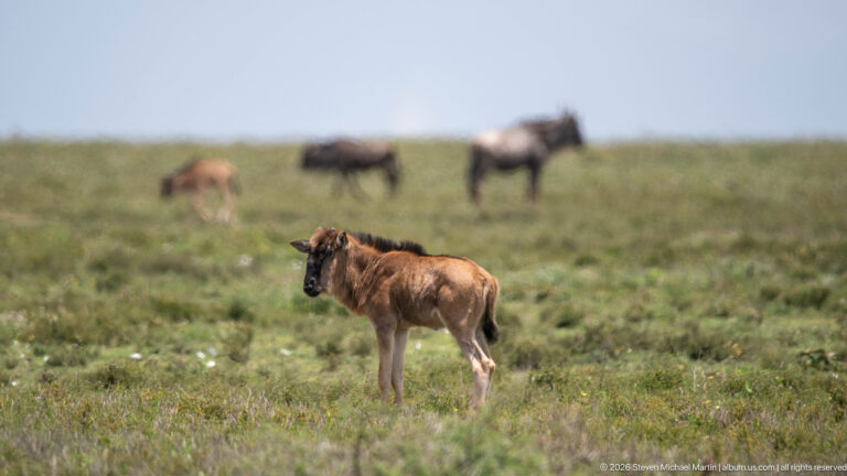 Young brown wildebeest calf standing alone on green grass, with blurred herd animals in the distance.